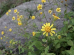 Perityle cuneata cuneata