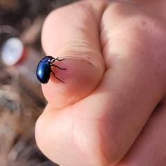 Leptinotarsa haldemani