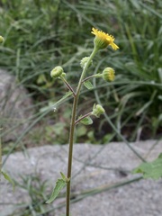 Perityle cuneata cuneata