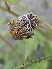 Perityle cuneata cuneata