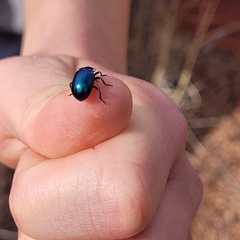 Leptinotarsa haldemani