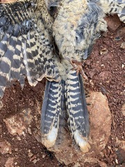 Nyctidromus albicollis