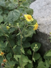 Perityle cuneata cuneata