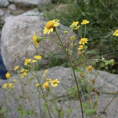 Perityle cuneata cuneata