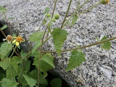 Perityle cuneata cuneata