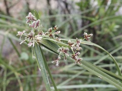 Cyperus dioicus