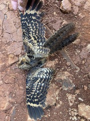 Nyctidromus albicollis