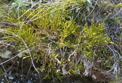 Veronica lycopodioides
