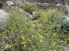 Perityle cuneata cuneata