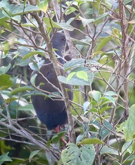 Pardirallus nigricans