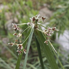 Cyperus dioicus