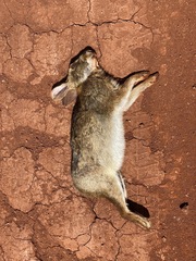 Sylvilagus brasiliensis