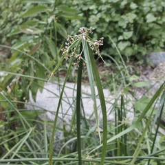 Cyperus dioicus