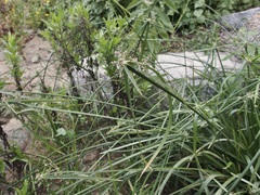 Cyperus dioicus