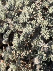 Dalea mollissima