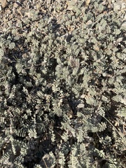 Dalea mollissima