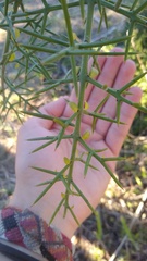 Colletia hystrix