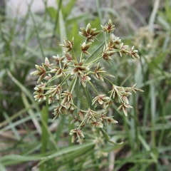 Cyperus dioicus
