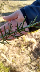 Colletia hystrix