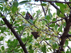 Parrhasius moctezuma