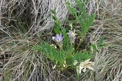 Astragalus laxmannii robustior