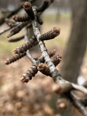 Pseudolarix amabilis