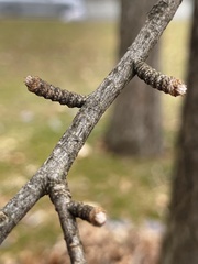 Pseudolarix amabilis