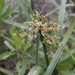 Cyperus dioicus
