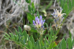 Astragalus laxmannii robustior