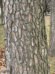 Pseudolarix amabilis