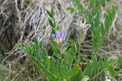 Astragalus laxmannii robustior