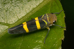 Amblyscarta