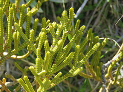Veronica lycopodioides