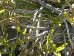 Veronica lycopodioides