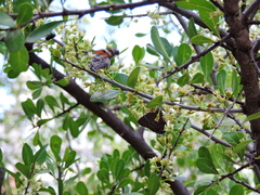 Parrhasius moctezuma