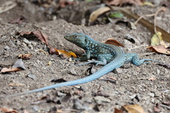Cnemidophorus arubensis