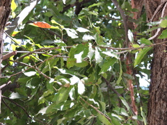 Quercus polymorpha