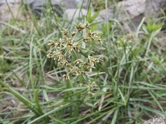 Cyperus dioicus