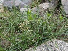 Cyperus dioicus