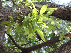 Quercus polymorpha