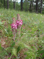 Pedicularis rubens
