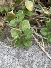 Veronica hederifolia-sublobata-triloba