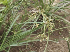 Cyperus dioicus