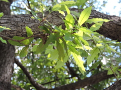 Quercus polymorpha