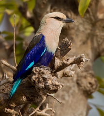 Coracias cyanogaster