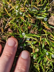 Plagiobothrys scriptus