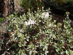 Rhododendron adamsii