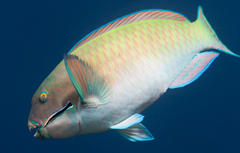 Chlorurus microrhinos