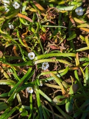 Plagiobothrys scriptus