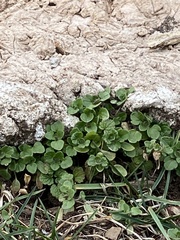 Veronica hederifolia-sublobata-triloba